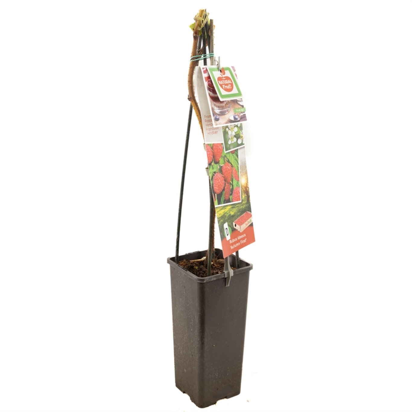 Rubus idaeus 'Autumn First' - C2 50-60 CM